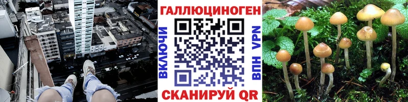 Галлюциногенные грибы Psilocybe  Великие Луки 